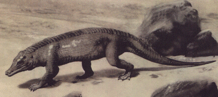 protosuchus.gif (71363 bytes)