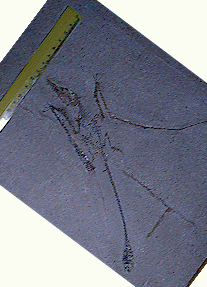 pterosaur.gif (38841 bytes)