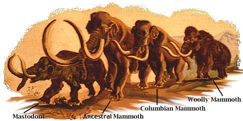 mammoth species.jpg (31933 bytes)