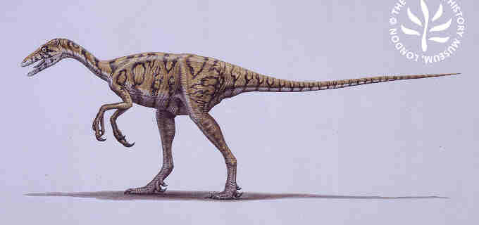 troodon.jpg (13012 bytes)